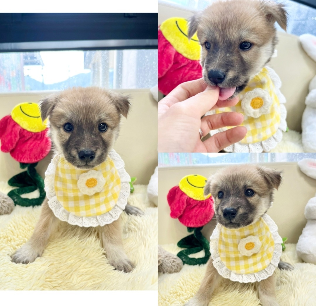 경주동물사랑보호센터_447505202401097